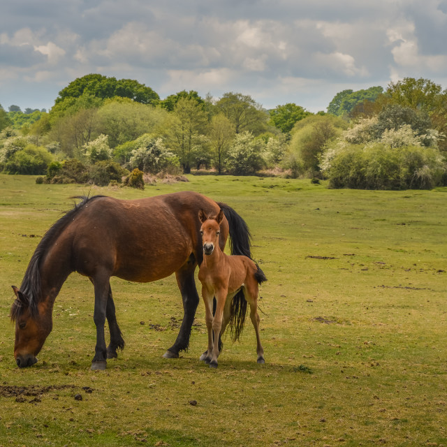 "Mare And Foal In The New Forest" stock image