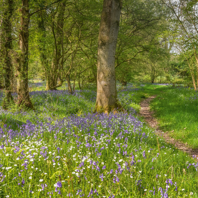 "Spring Bluebells In The Wood" stock image