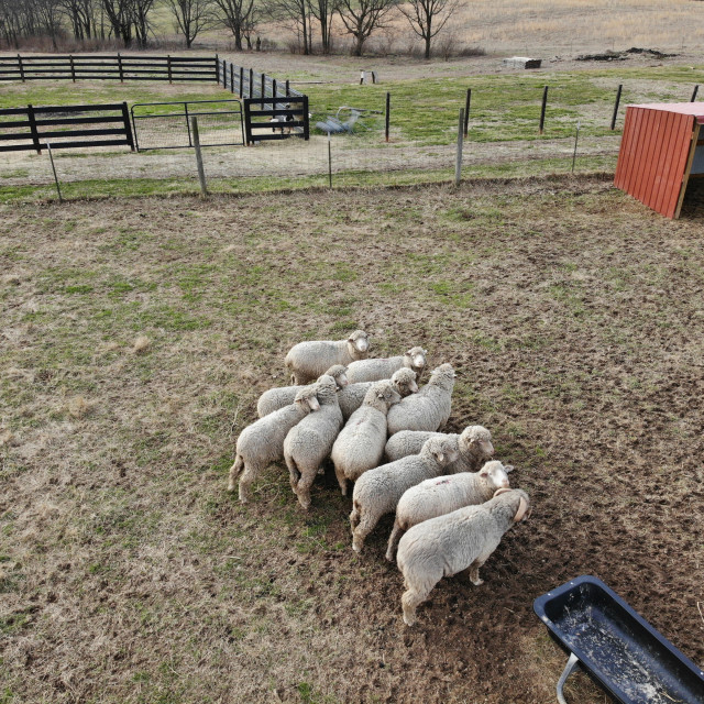 "Sheep Farm I" stock image
