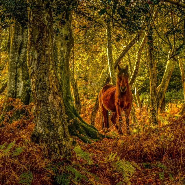 "New Forest Pony In Autumn, Hampshire, England" stock image