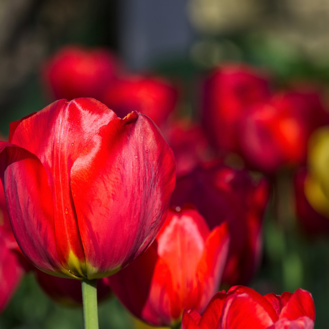 "Tulips" stock image