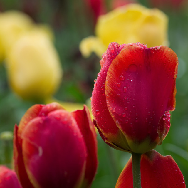 "Tulip after the rain" stock image