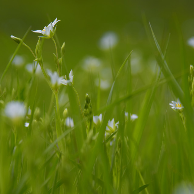 "Stitchwort" stock image