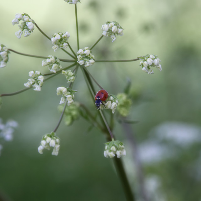 "A spot of red" stock image