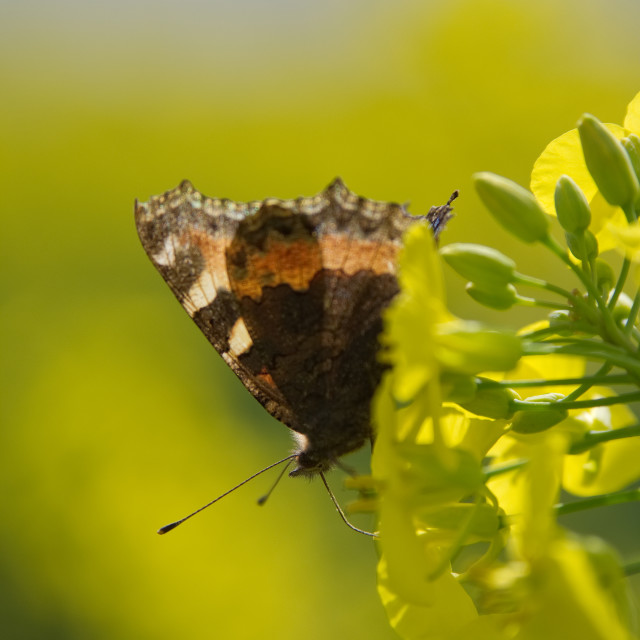 "Painted Lady" by James Peck - $1.21 "Painted Lady" stock image