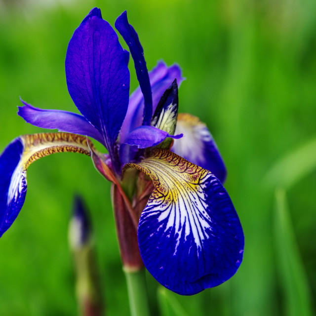 "Iris" by James Peck - $1.21 "Iris" stock image