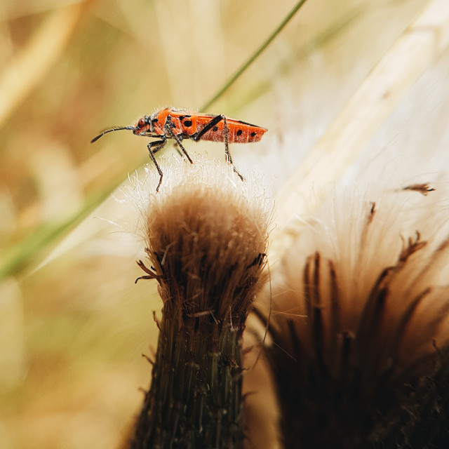 "Firebug" by James Peck - $1.21 "Firebug" stock image