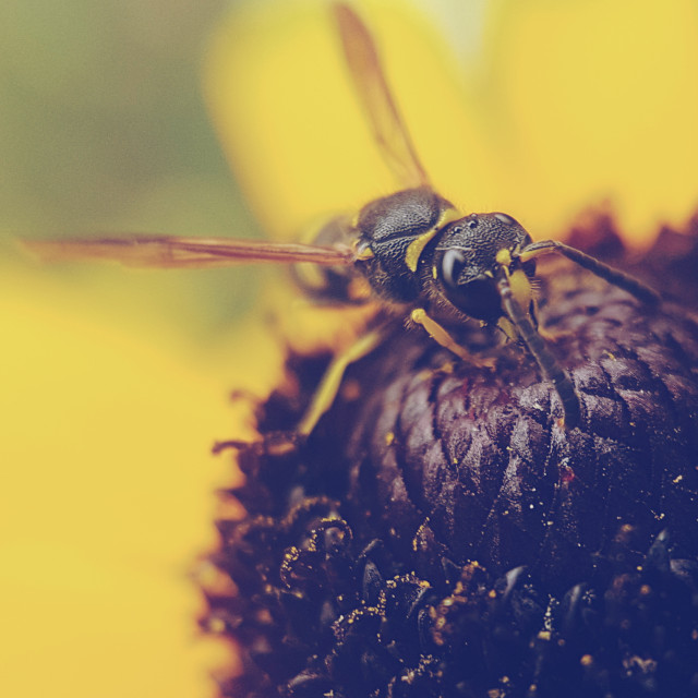 "Waspy" stock image