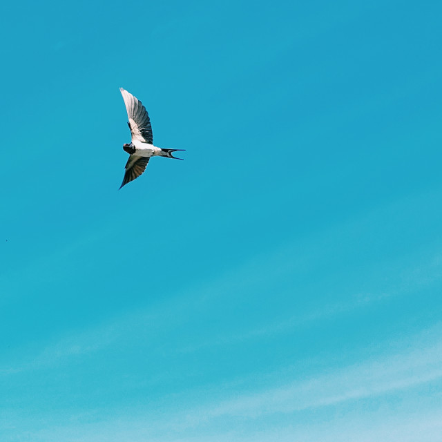 "Swallow" by James Peck - $1.21 "Swallow" stock image