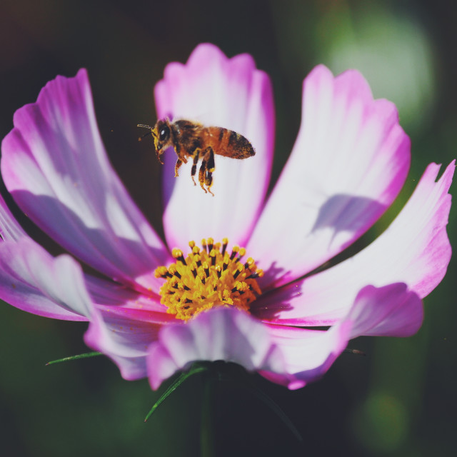 "Bee lift off" stock image