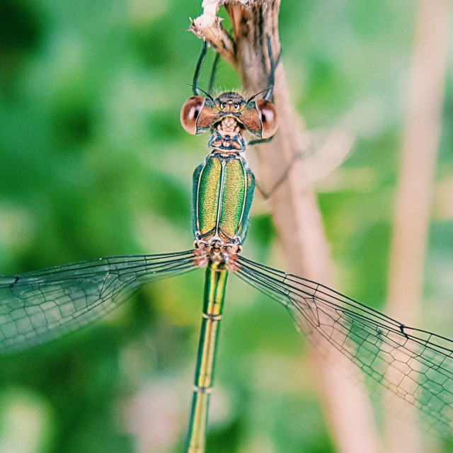 "Emerald Damsel" stock image