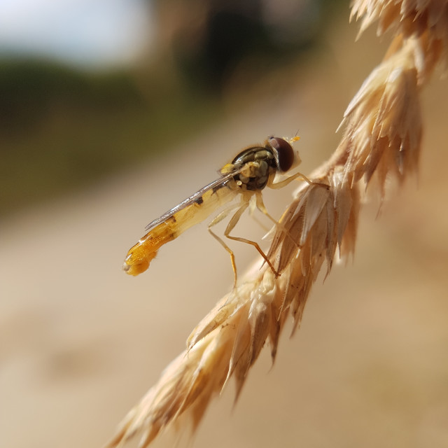"Hoverfly" stock image