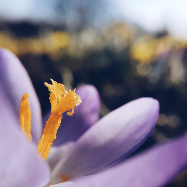 "Crocus close up" stock image