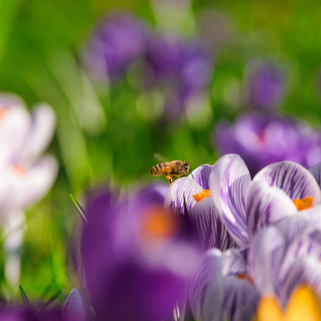 "Crocus patch" by James Peck - $1.21 "Crocus patch" stock image