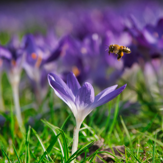 "Bee & Crocus" stock image