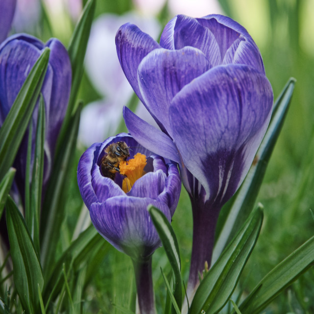 "Snacking Bee" stock image