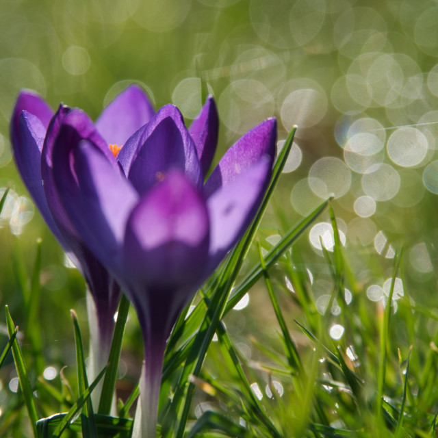 "Crocus" by James Peck - $1.21 "Crocus" stock image