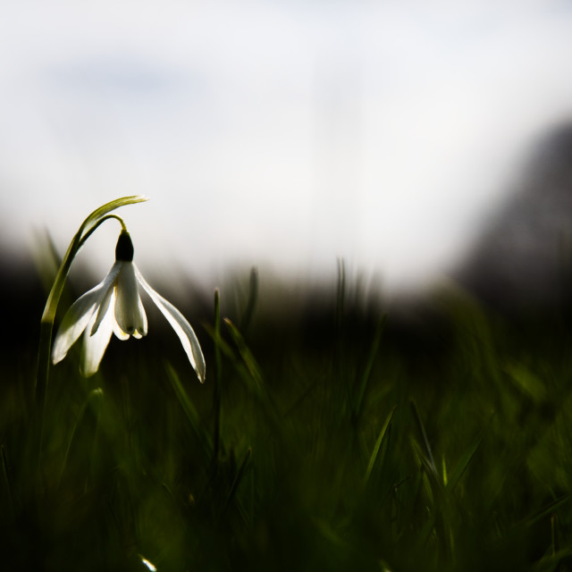 "Single snowdrop" stock image