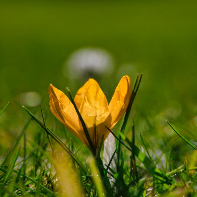 "Yellow Crocus" stock image