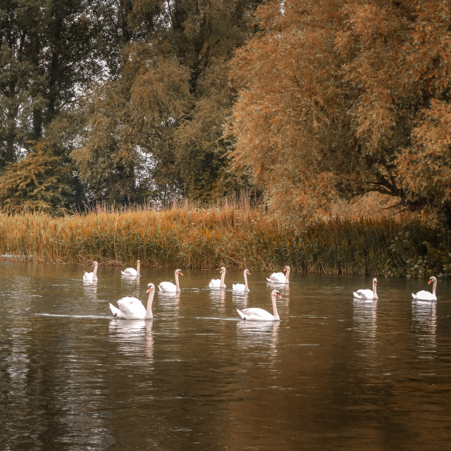 "Swans On The RIver In Autumn, Hampshire, England" stock image