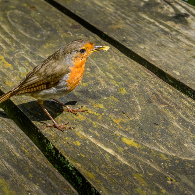 "A Robin On A Table" stock image