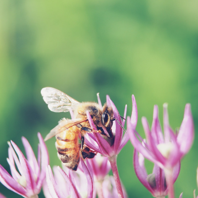 "Bee on Allium" by James Peck - $1.21 "Bee on Allium" stock image