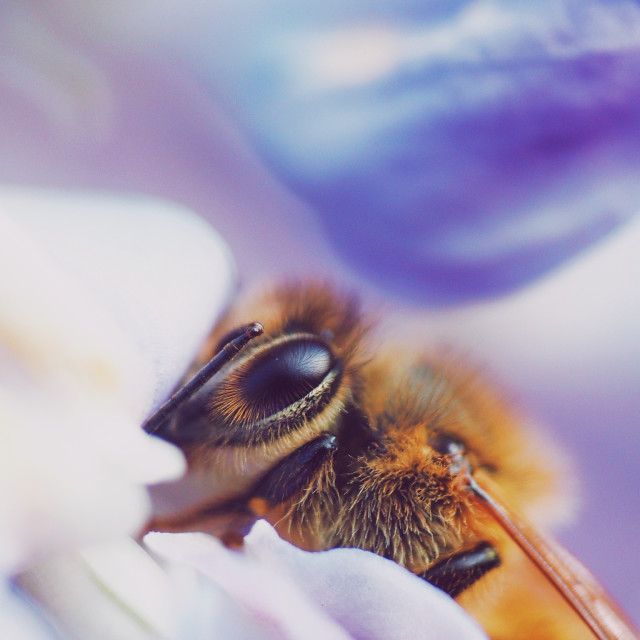 "Bee portrait" stock image