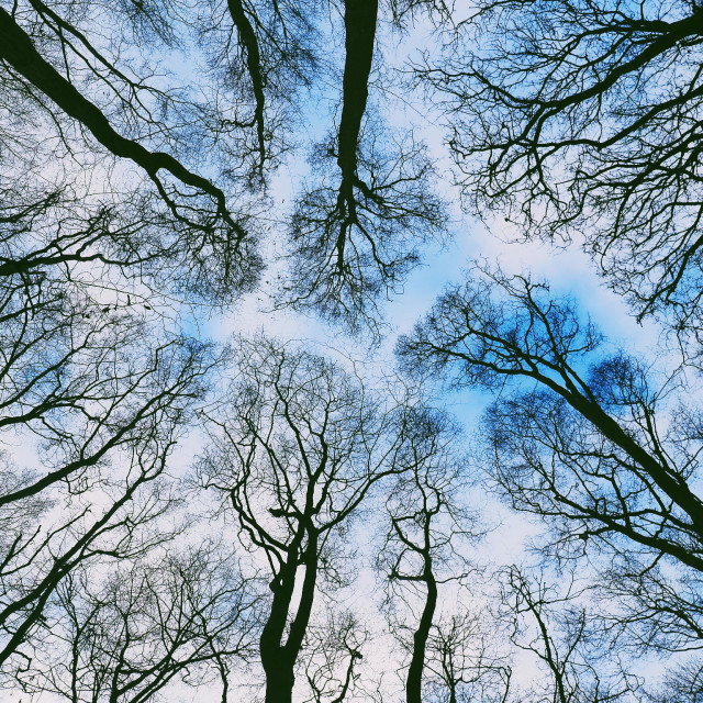 "Up the woods" by James Peck - $1.21 "Up the woods" stock image