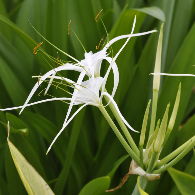 "White Spider Lily Flower" by Janille Eclavea - $6.20 "White Spider Lily Flower" stock image