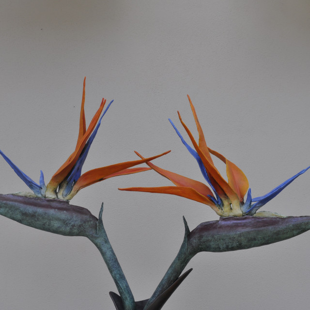 "Up close Bird of Paradise" by Janille Eclavea - $6.20 "Up close Bird of Paradise" stock image