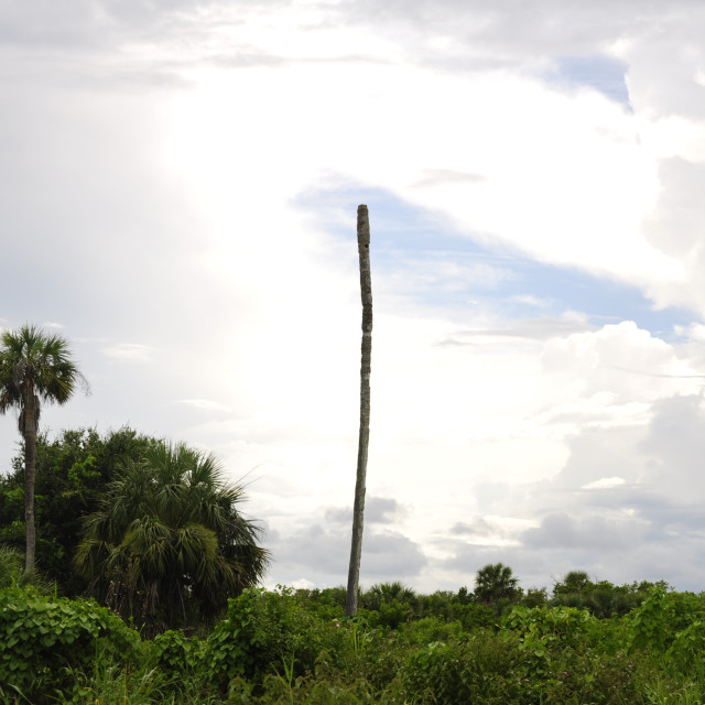 "Bye Bye Palm Tree" by Janille Eclavea - $6.20 "Bye Bye Palm Tree" stock image