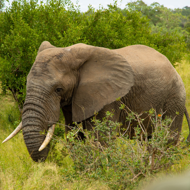 "African Elephant" stock image