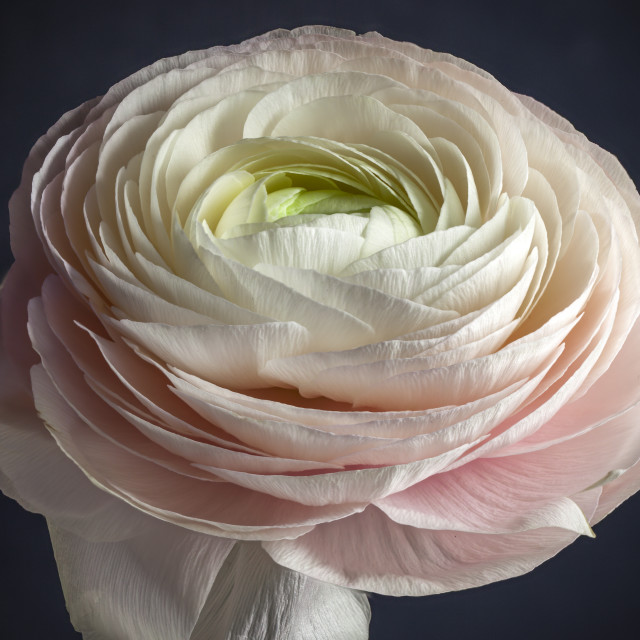 "Ranunculus" stock image