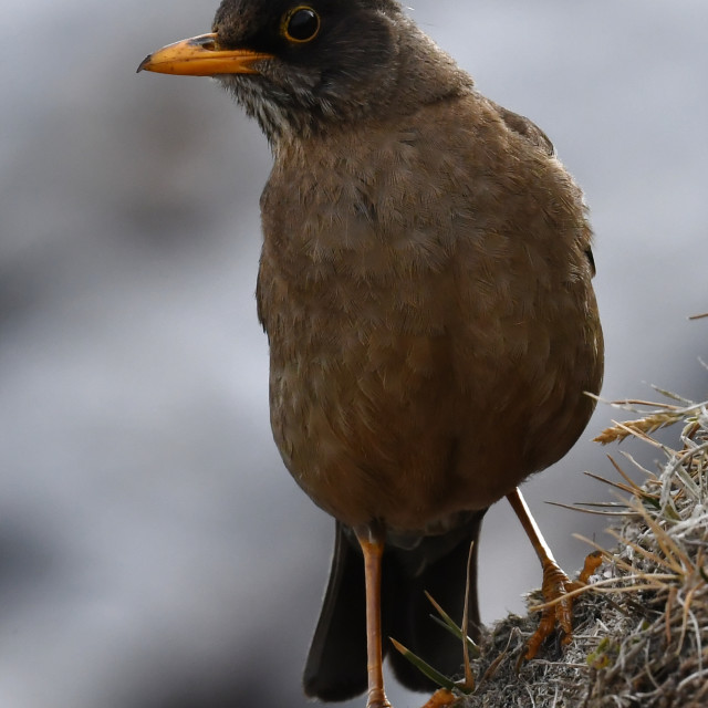 "Portrait of an adult Austral thrush (Turdus falcklandii) of the subspecies..." stock image