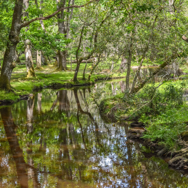 "A Scenic Stream In The New Forest, Hampshire" stock image