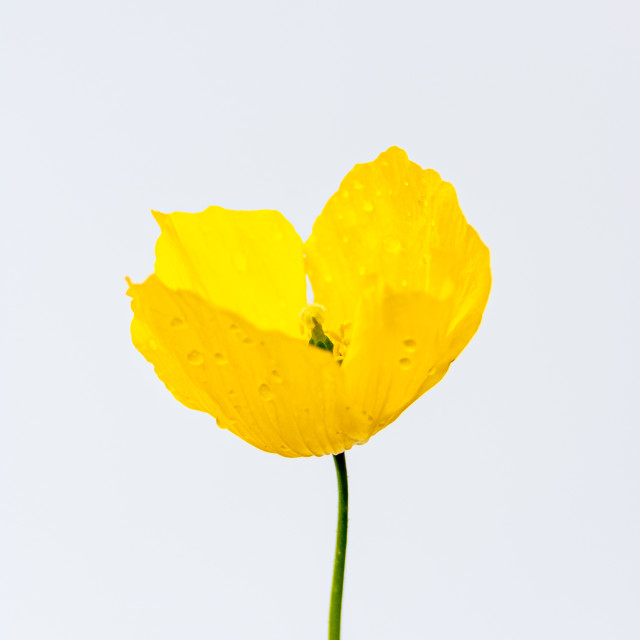 "Poppy" stock image