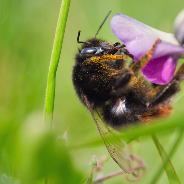 "Big Bumble" by James Peck - $1.21 "Big Bumble" stock image