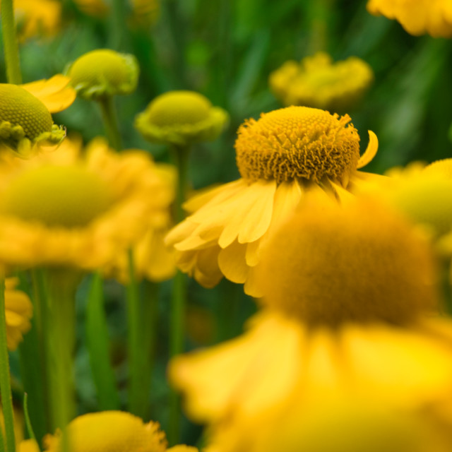 "False Sunflower" stock image