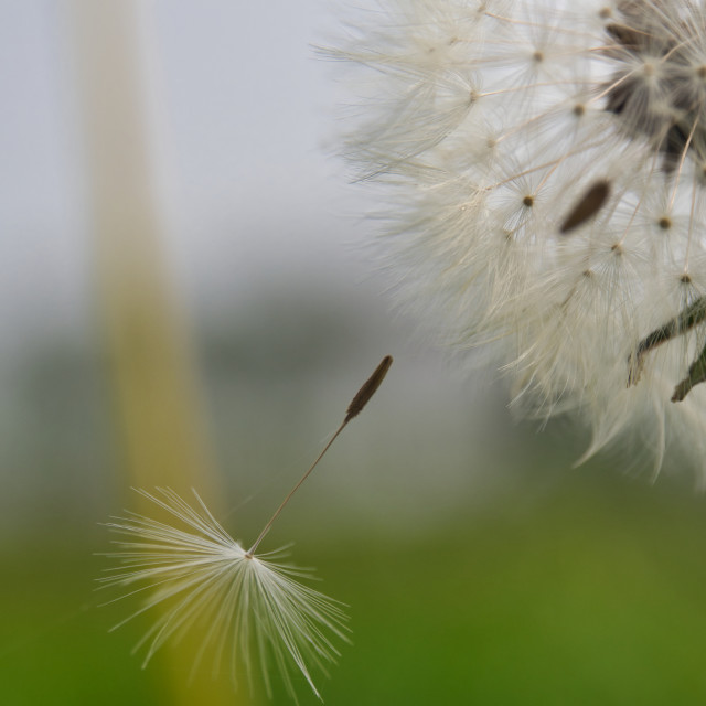 "Dandelion Drop" stock image