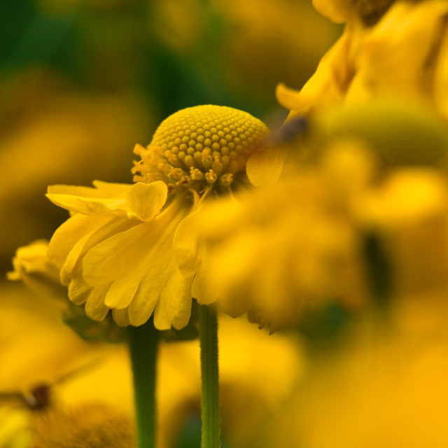 "False Sunflower" stock image