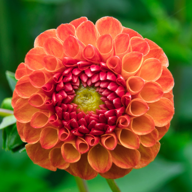 "Dahlia" stock image