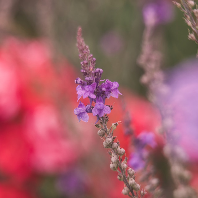 "Salvia" by James Peck - $1.21 "Salvia" stock image