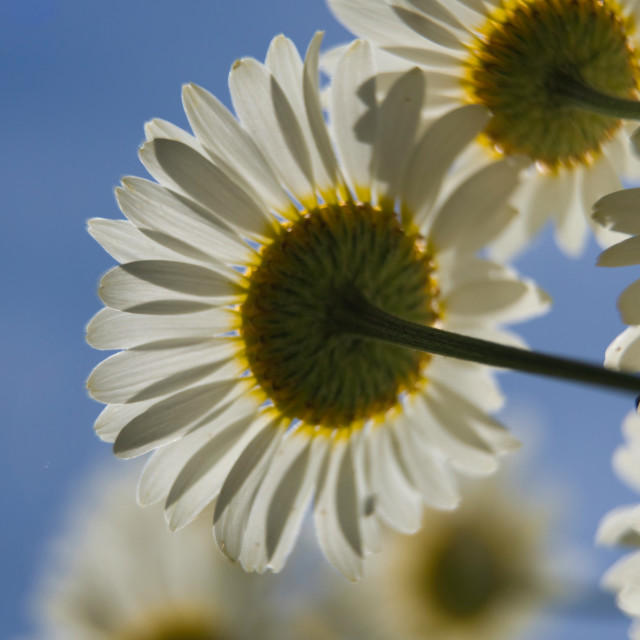 "Big Daisy" stock image