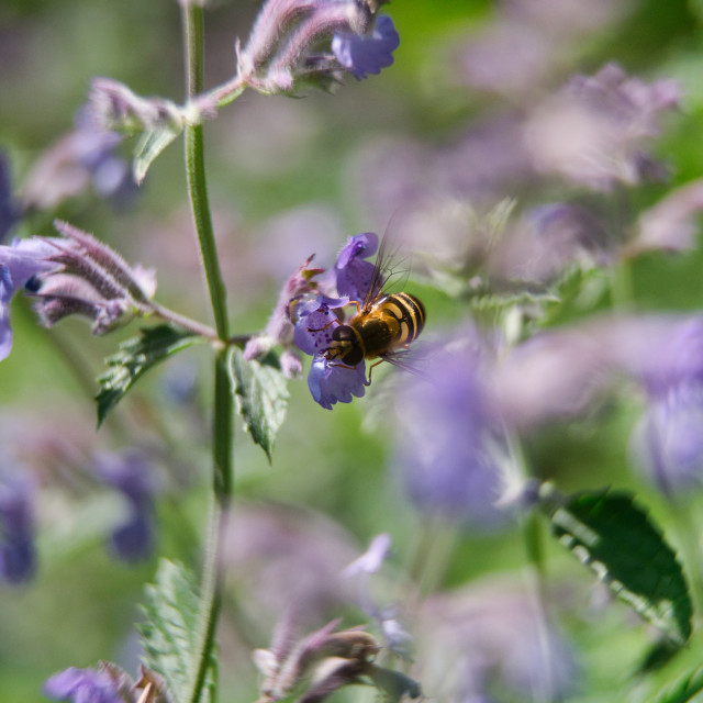 "Hoverfly" stock image