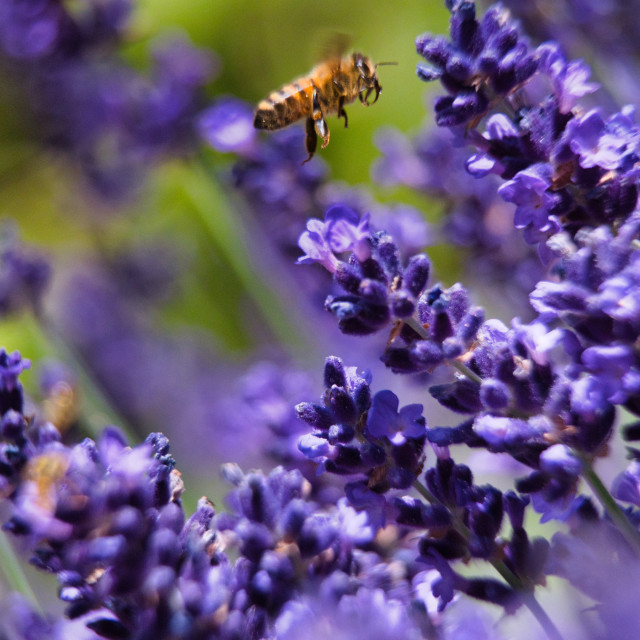 "Bee on Lavender" stock image