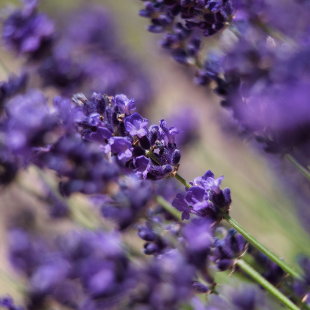 "Lavender" stock image