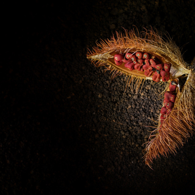 "The dry fruit of the Brazilian annatto on the ground" stock image