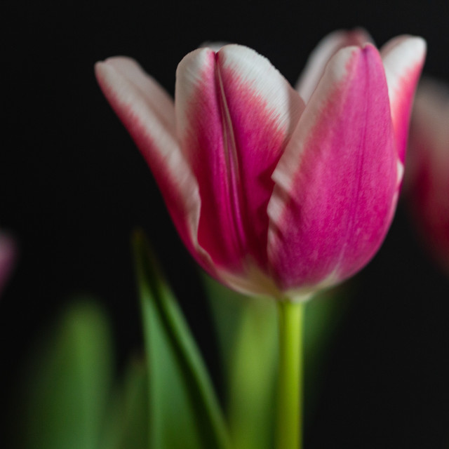 "Pink Tulip Macro Shot" stock image