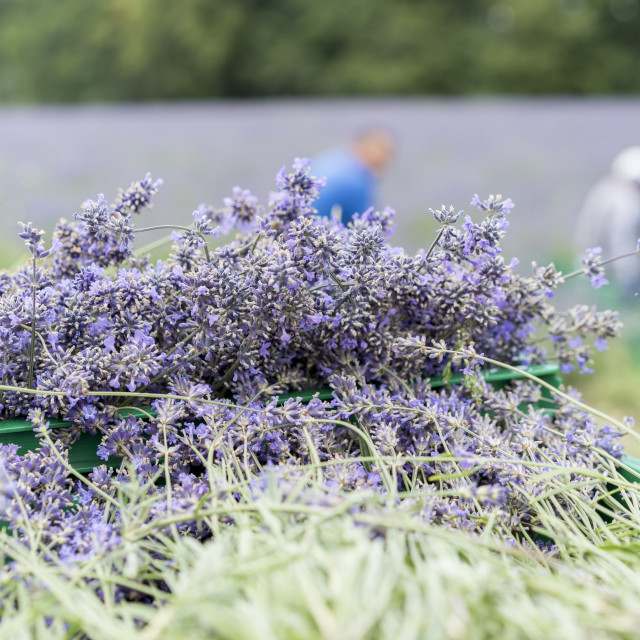 "Lavender Harvest" stock image