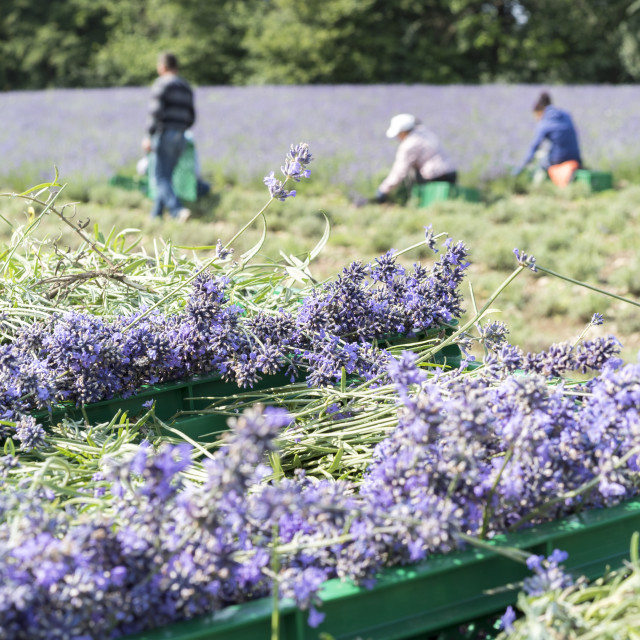 "Lavender Harvest" stock image